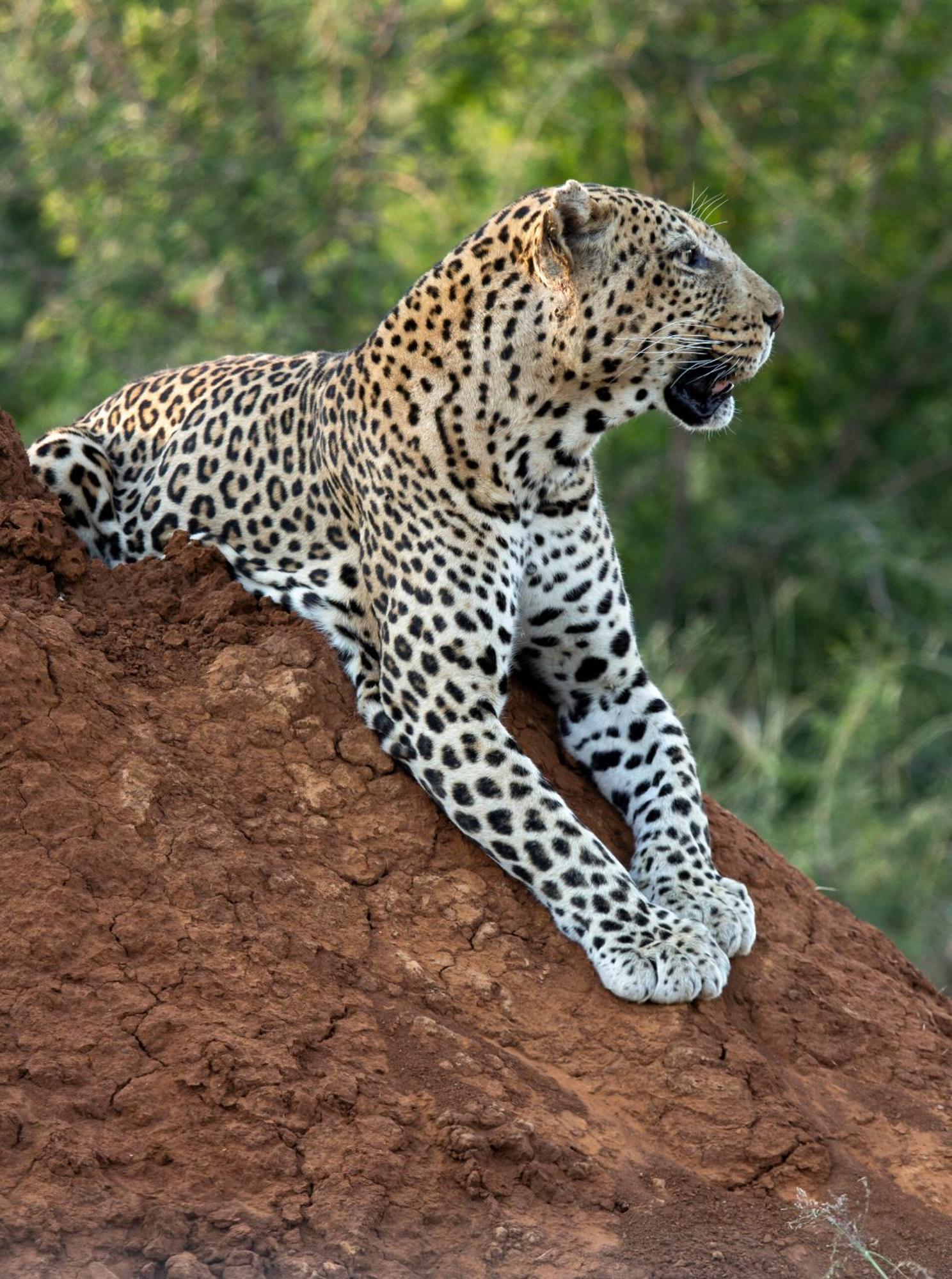 Tuningi Safari Lodge Madikwe Game Reserve Exterior photo
