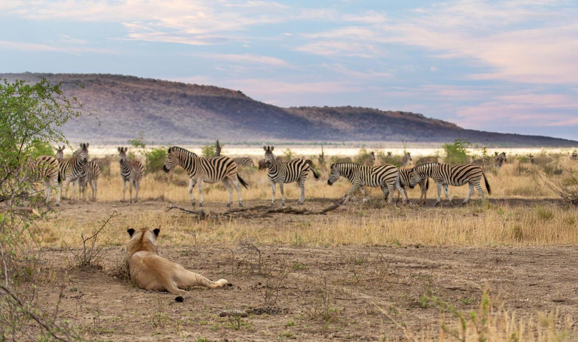 Tuningi Safari Lodge Madikwe Game Reserve Exterior photo