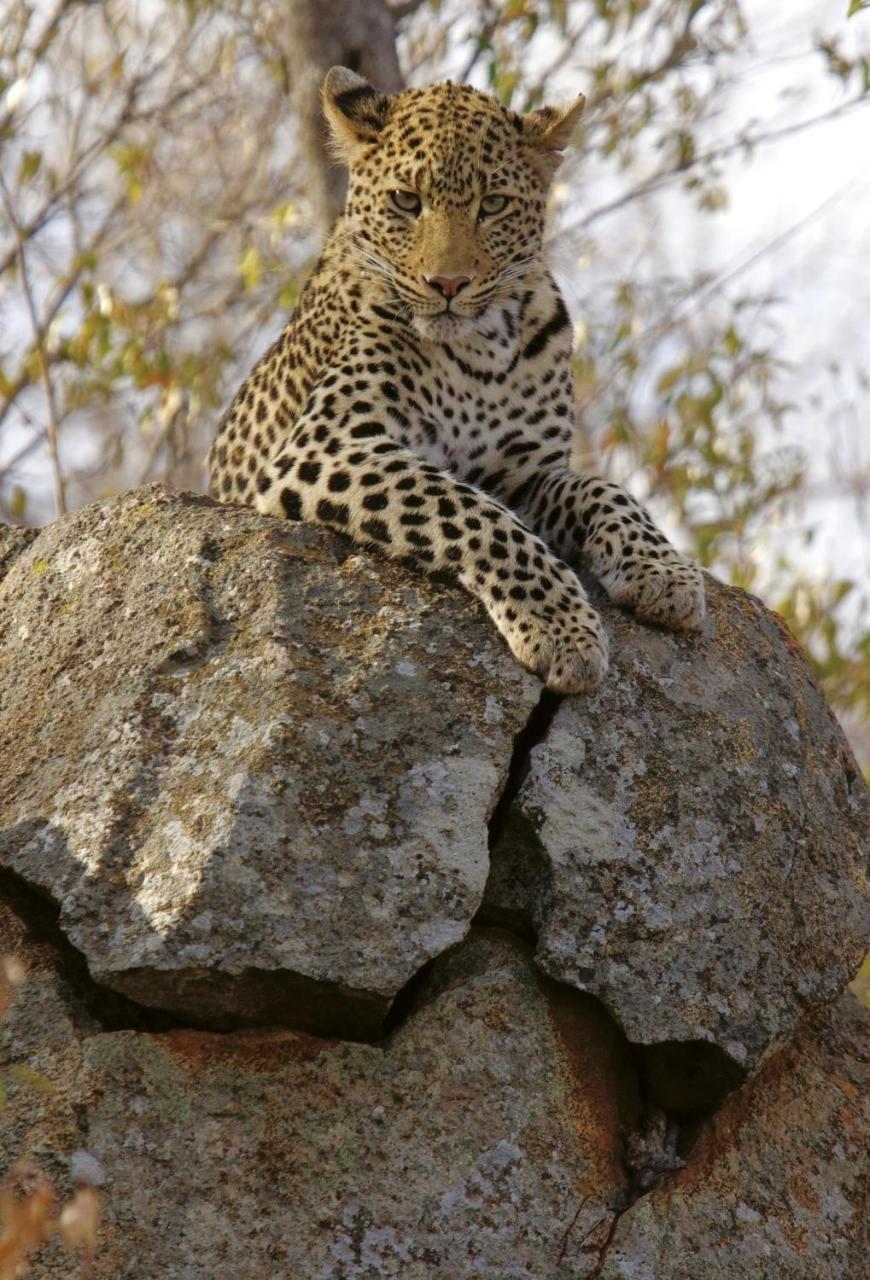 Tuningi Safari Lodge Madikwe Game Reserve Exterior photo