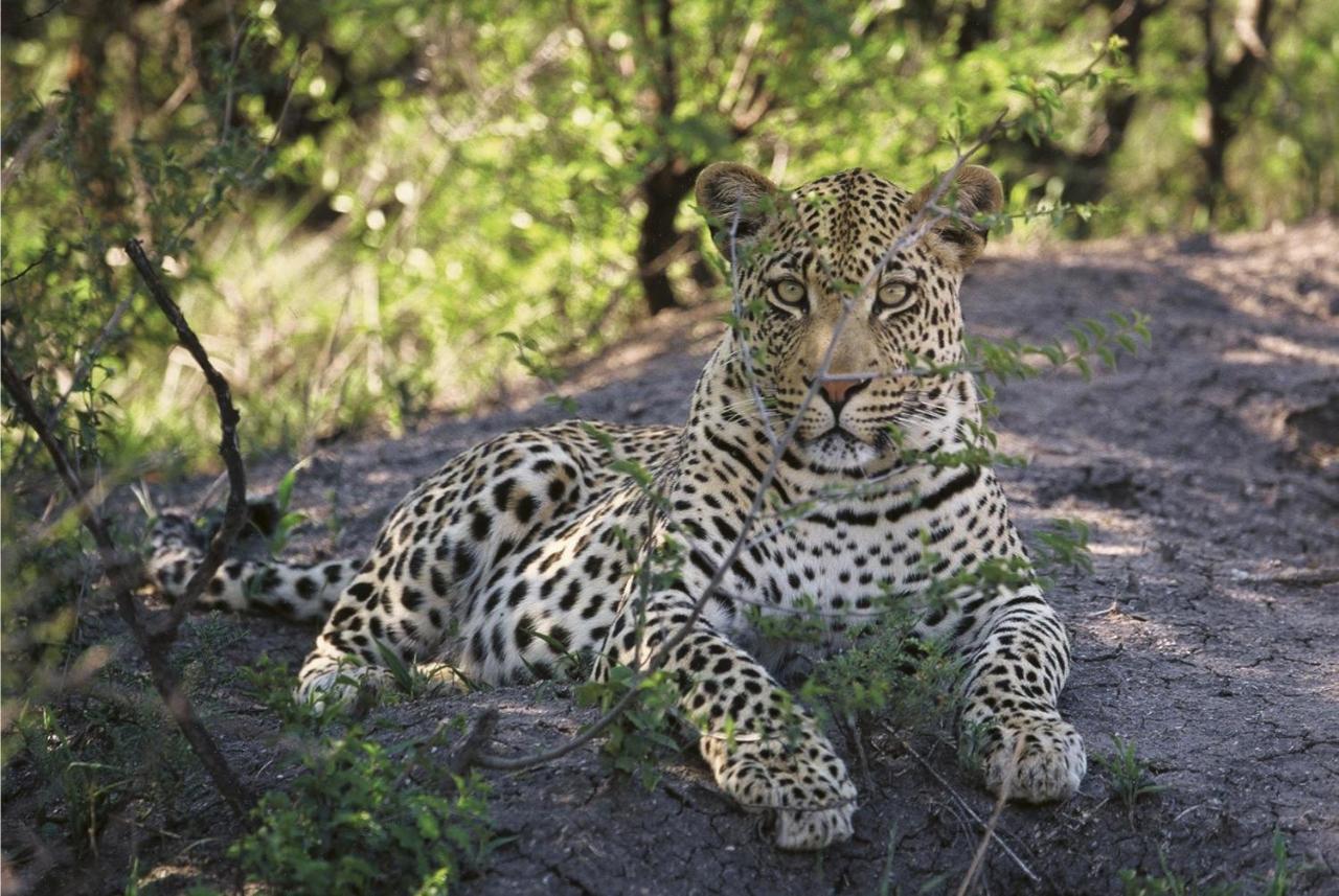 Tuningi Safari Lodge Madikwe Game Reserve Exterior photo