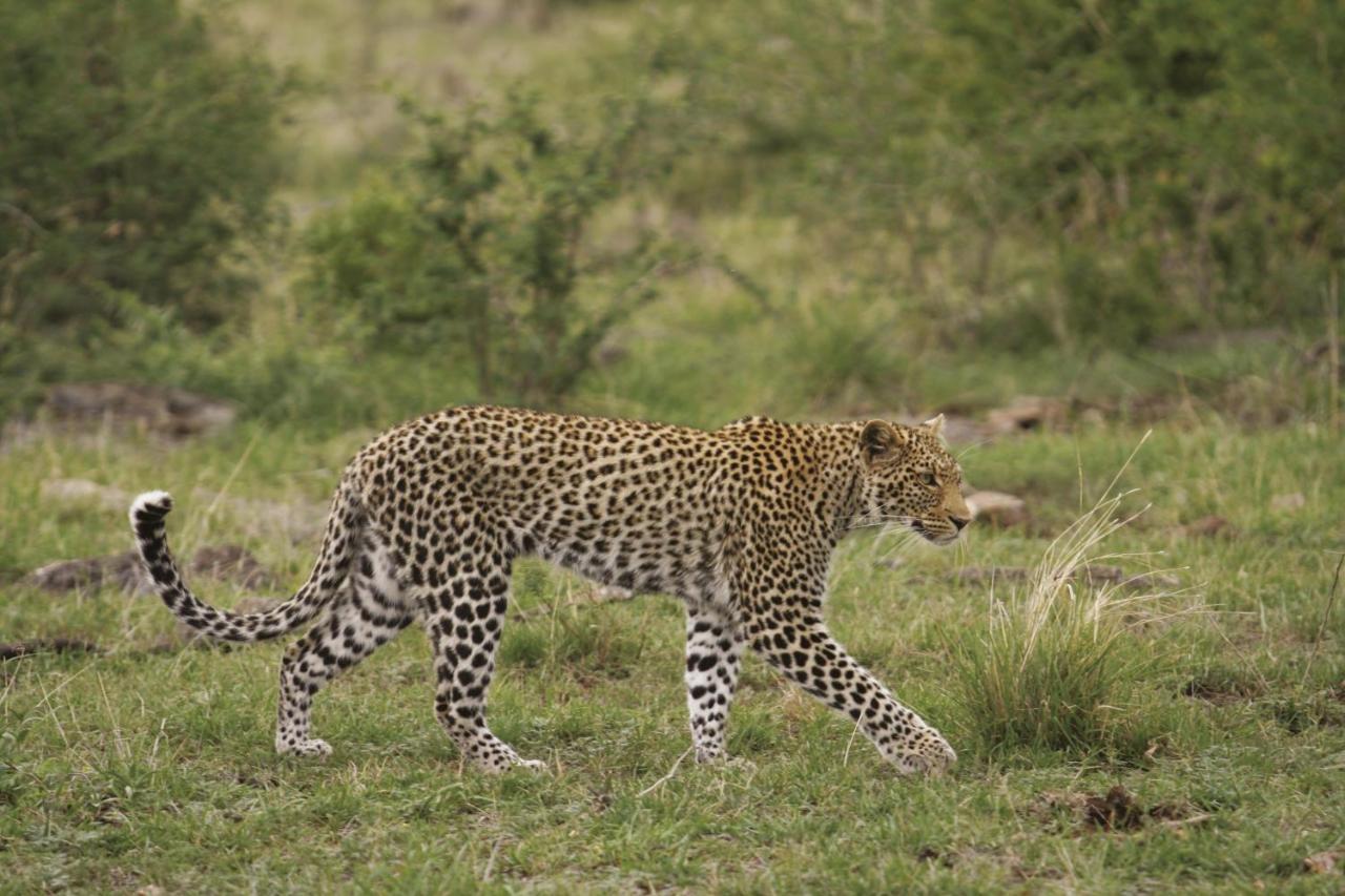 Tuningi Safari Lodge Madikwe Game Reserve Exterior photo